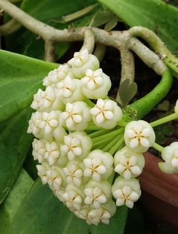 Hoya pachyclada, Wax Flower, Porcelain Flower, Hoya pachyclada